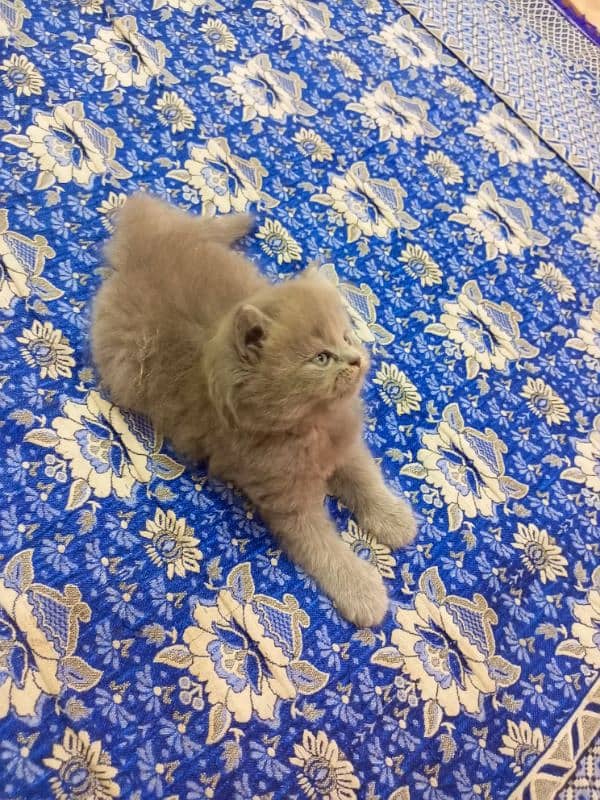 Gray Persian semi punch face kitten 03247627801 1