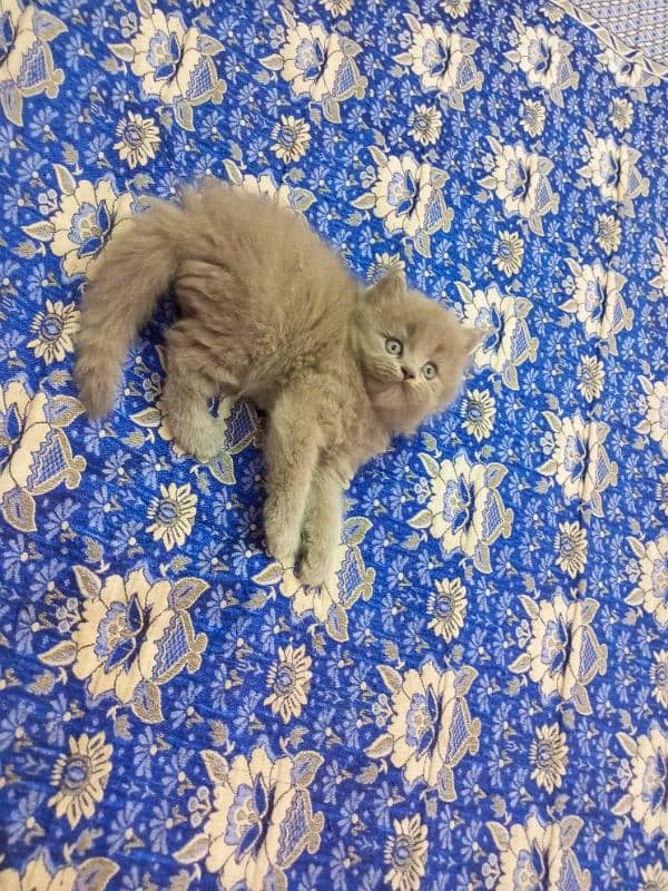 Gray Persian semi punch face kitten 03247627801 2