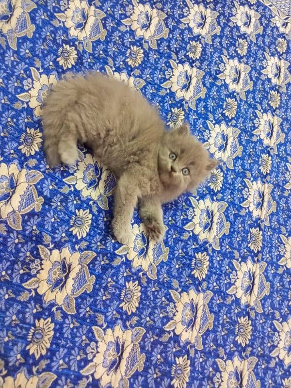 Gray Persian semi punch face kitten 03247627801 3
