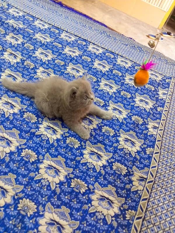 Gray Persian semi punch face kitten 03247627801 4