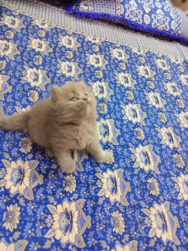 Gray Persian semi punch face kitten 03247627801 5