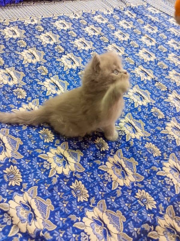 Gray Persian semi punch face kitten 03247627801 6