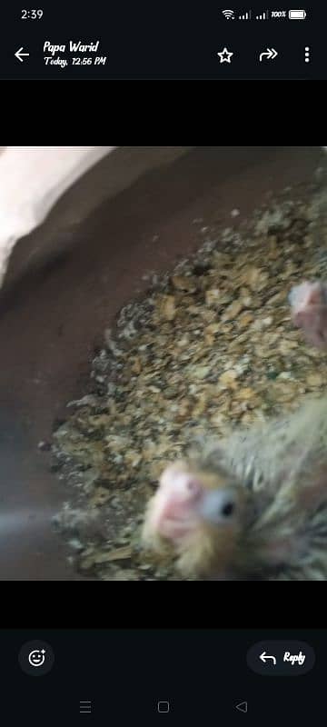 Fresh chicks of cockatiel