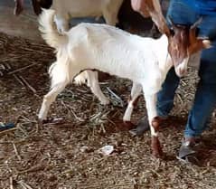 11 khassi bakron KO lot for sale
