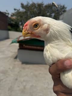 parrot