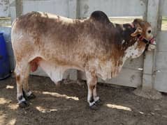 cholistani