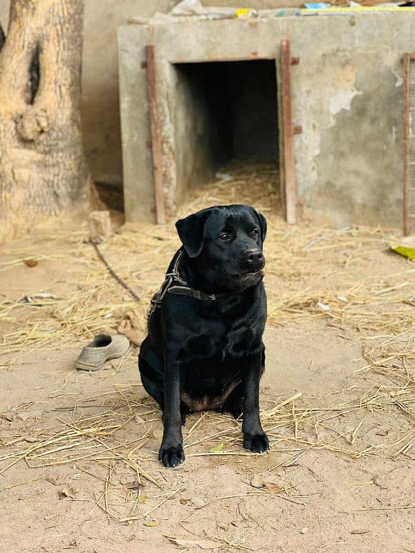 British Labra | Labrador For Sale 6