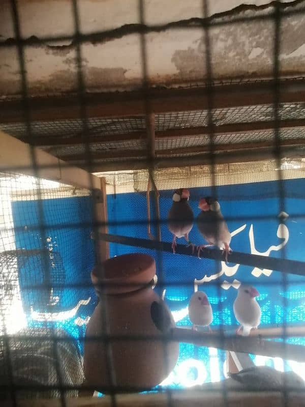 java and dove 6