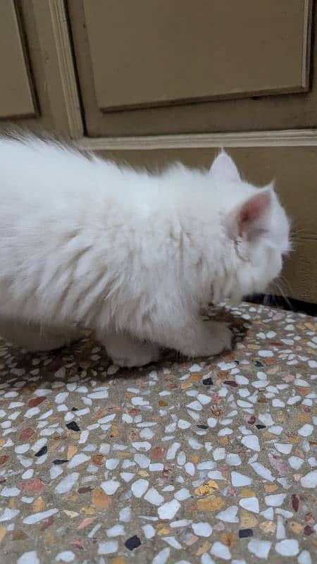 Kitten 1