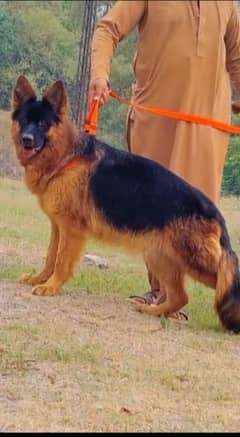 German