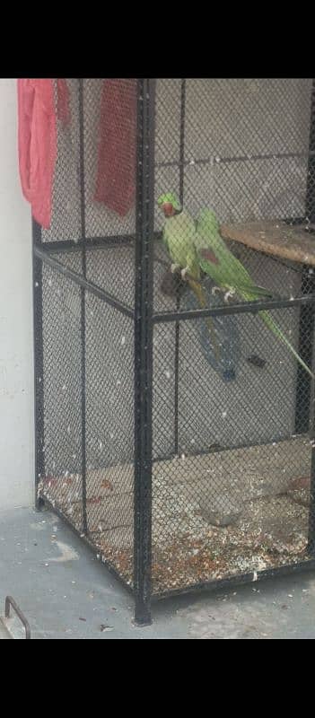 ready to first breed raw parrot jambo size healthy and active for sale 0