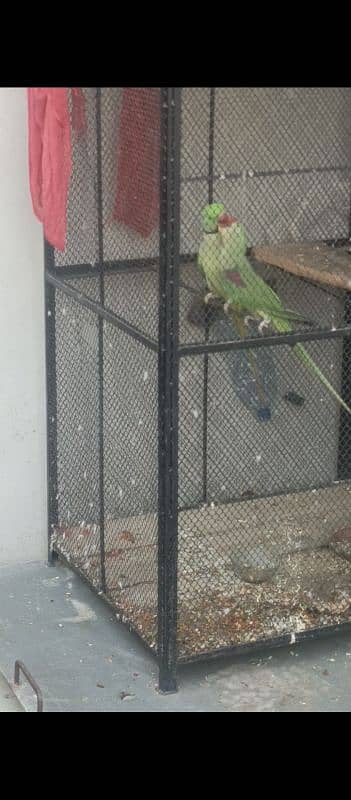 ready to first breed raw parrot jambo size healthy and active for sale 1