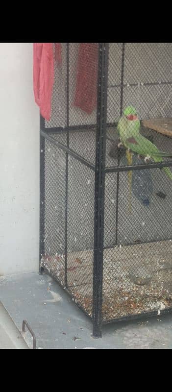 ready to first breed raw parrot jambo size healthy and active for sale 2