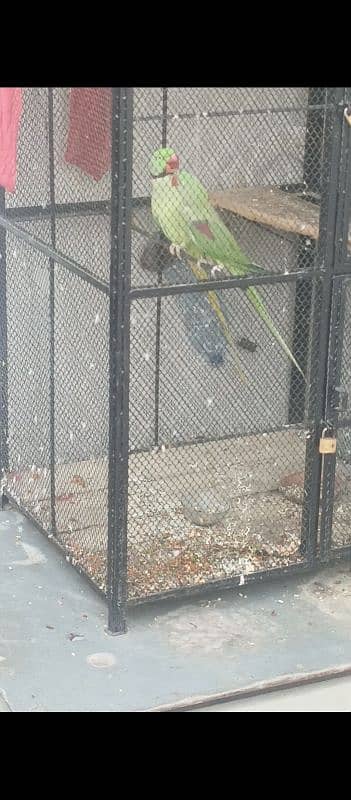 ready to first breed raw parrot jambo size healthy and active for sale 3