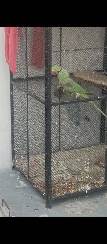 ready to first breed raw parrot jambo size healthy and active for sale 4