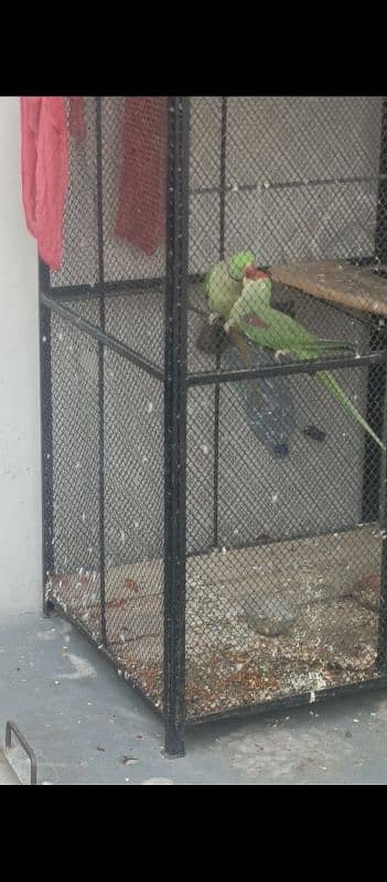 ready to first breed raw parrot jambo size healthy and active for sale 5