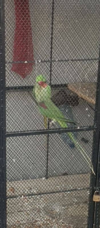 ready to first breed raw parrot jambo size healthy and active for sale 6