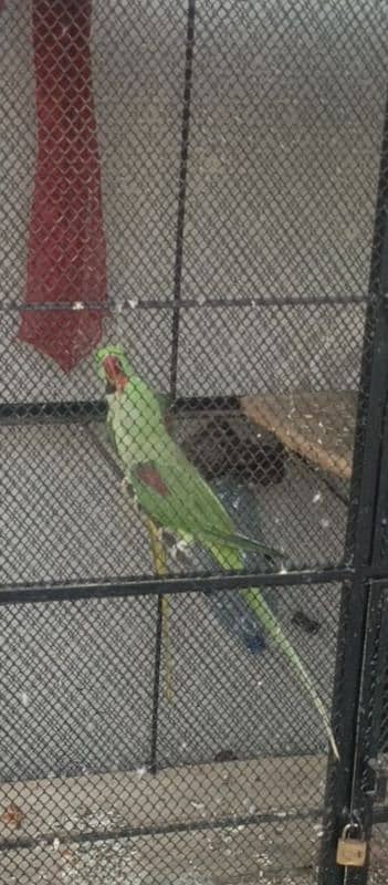ready to first breed raw parrot jambo size healthy and active for sale 7