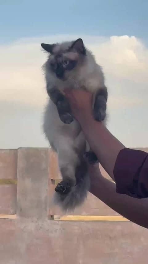 beautiful double coated pregnant siamese cat only in 5000Rs 1