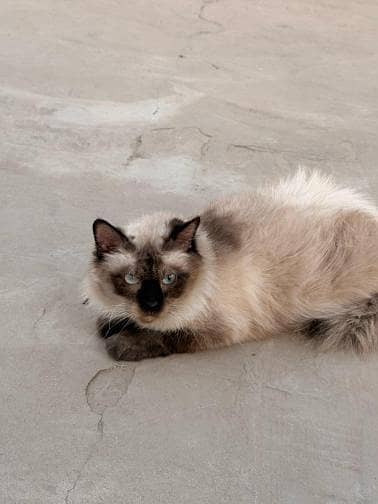 beautiful double coated pregnant siamese cat only in 5000Rs 2