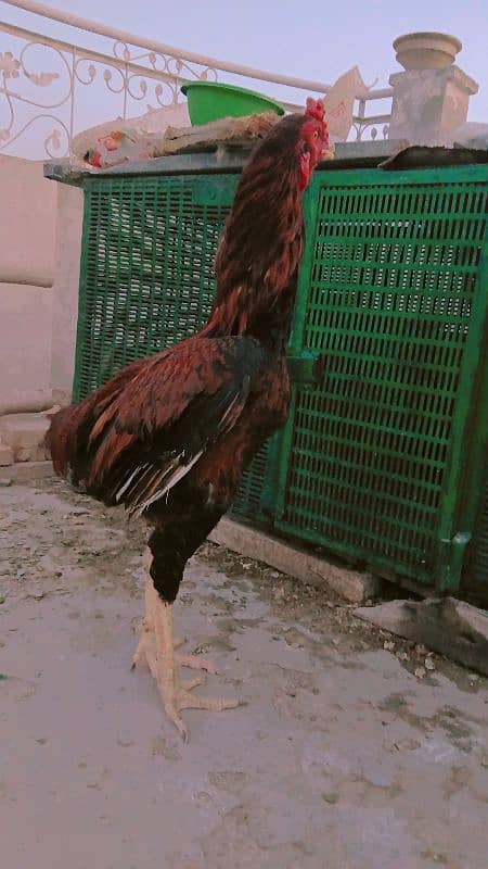 thaai 2