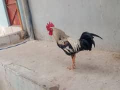 paiso