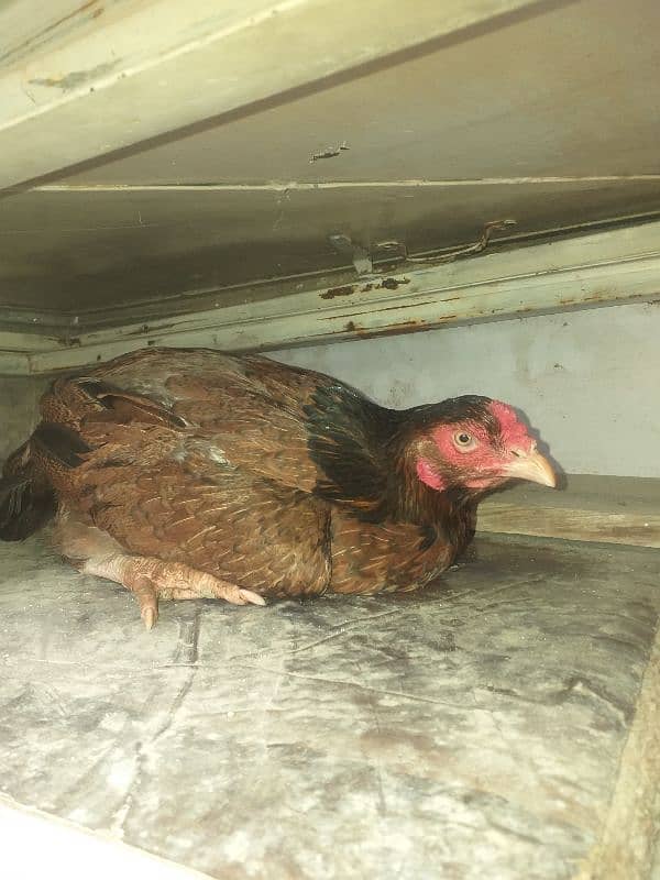 Fresh Kurak Aseel Madi Big Size 0