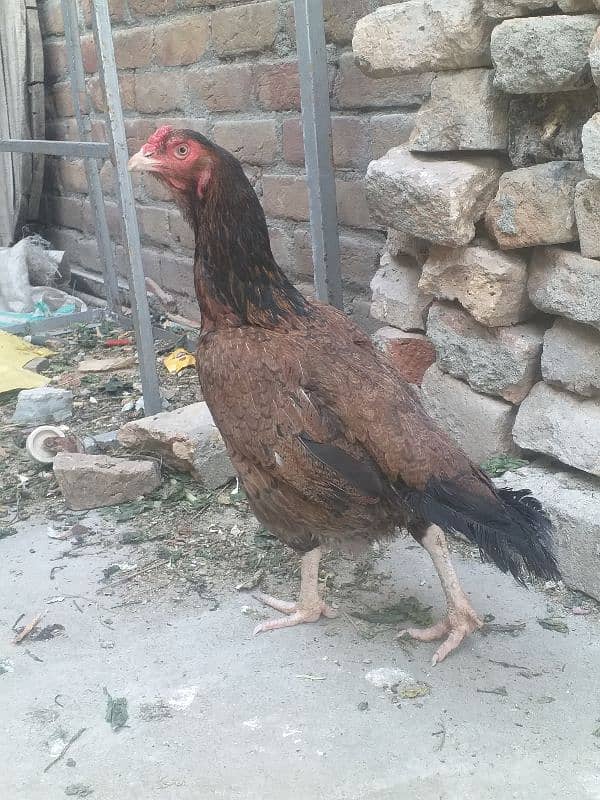 Fresh Kurak Aseel Madi Big Size 1
