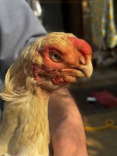 Indian