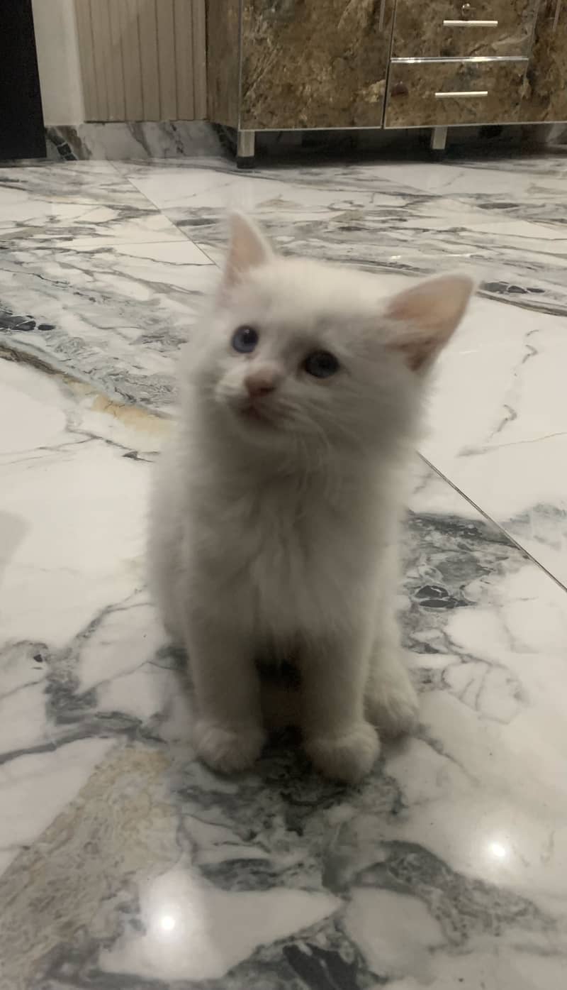 litter trained Persian white kitten 0