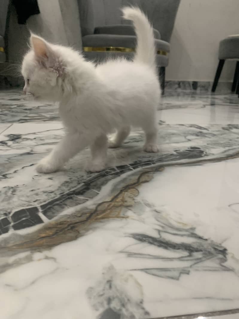 litter trained Persian white kitten 1