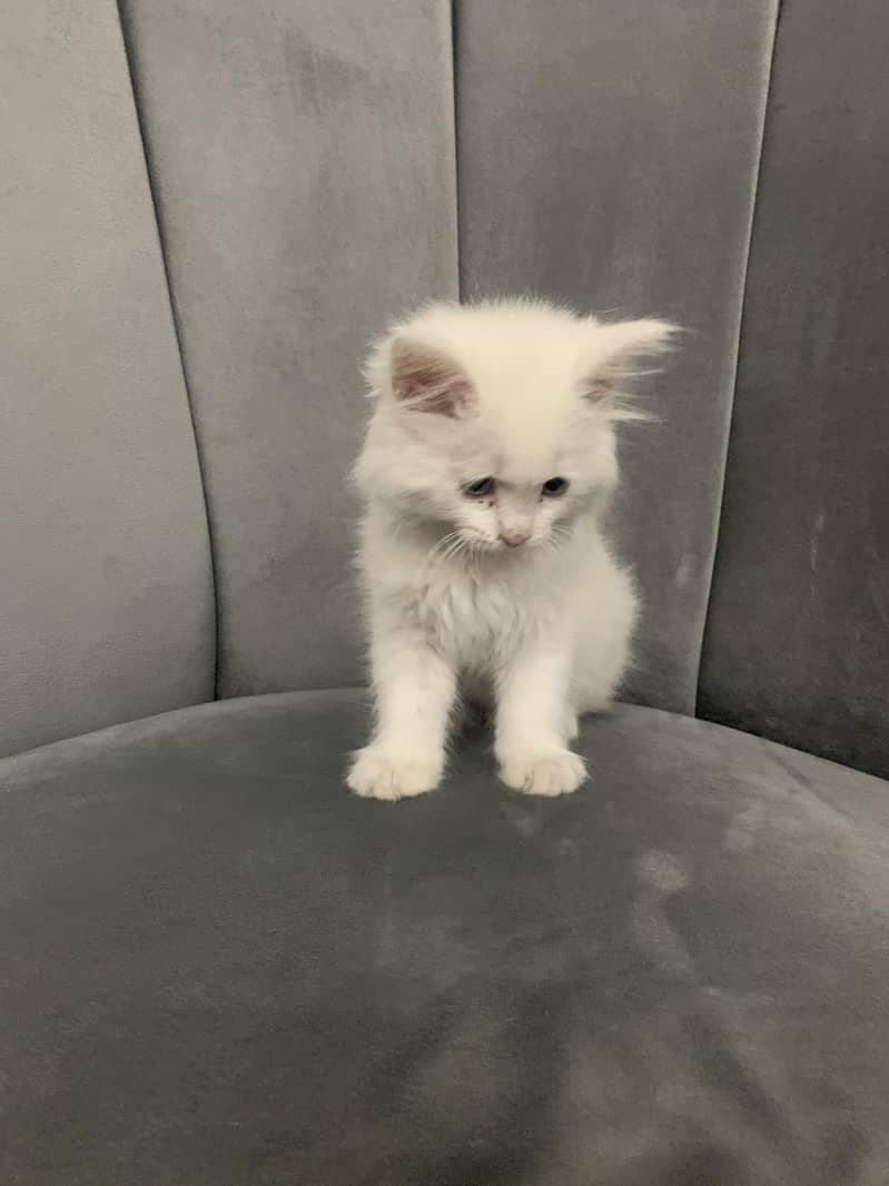 litter trained Persian white kitten 3