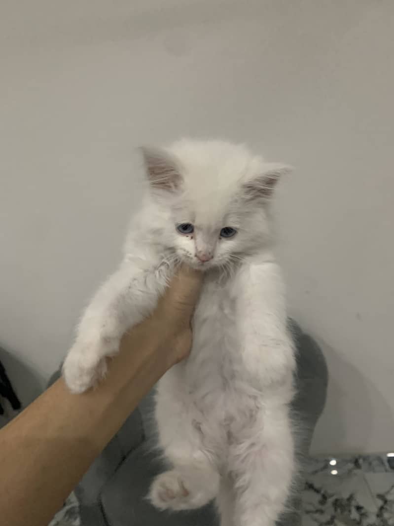 litter trained Persian white kitten 4