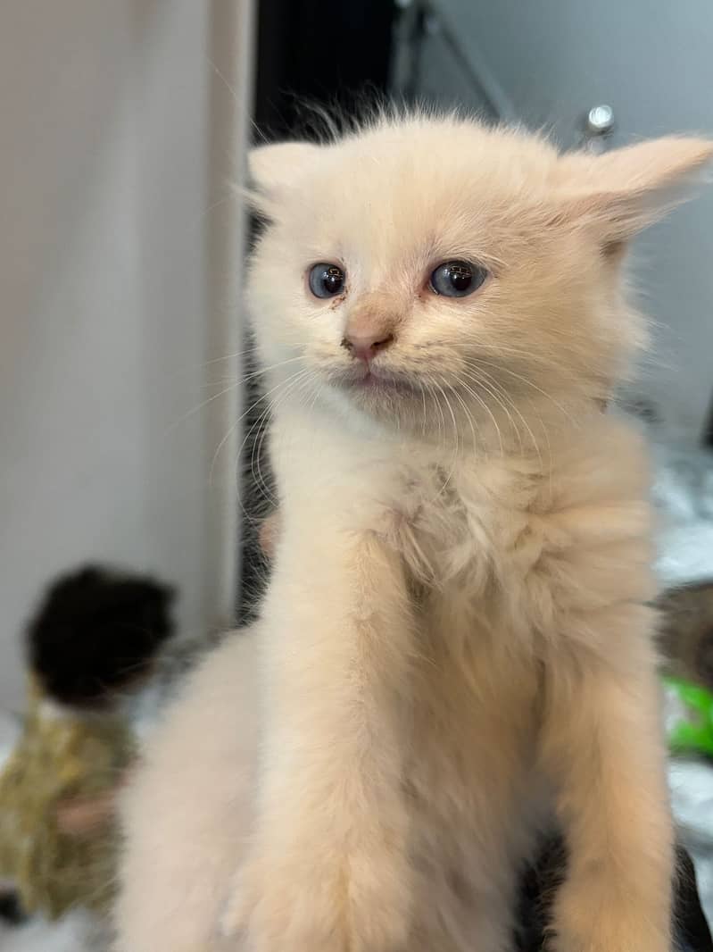 litter trained Persian white kitten 6