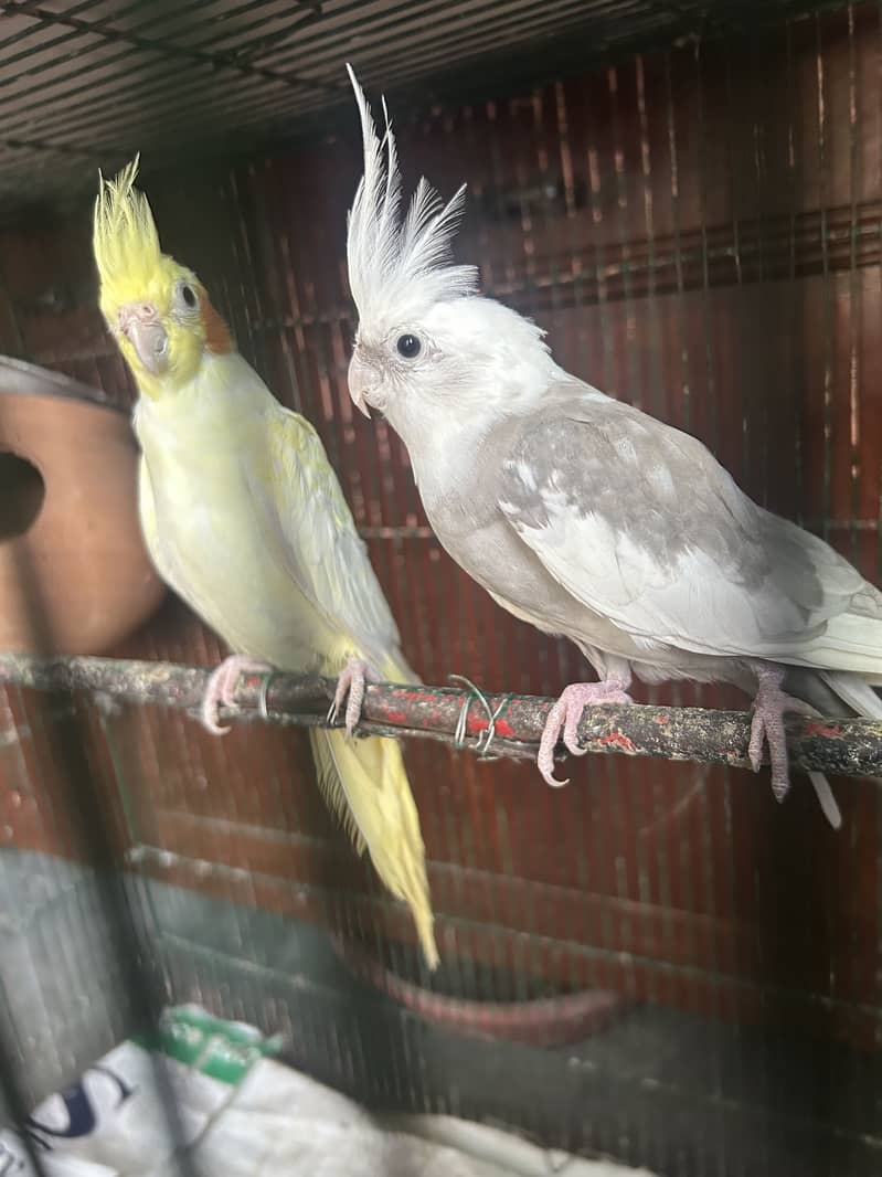 Breader pair 0