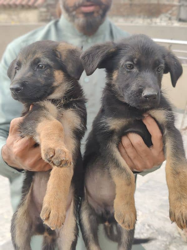 German Shepherd puppies for sale 0