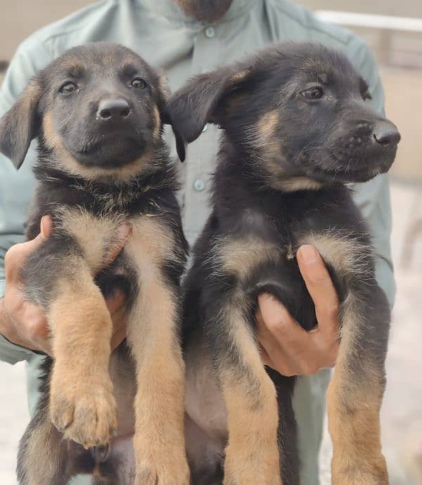 German Shepherd puppies for sale 1