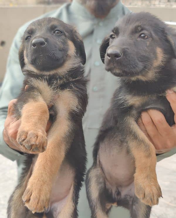 German Shepherd puppies for sale 2