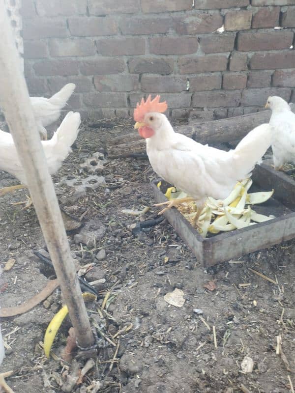 layer hen 0