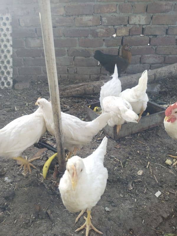 layer hen 1
