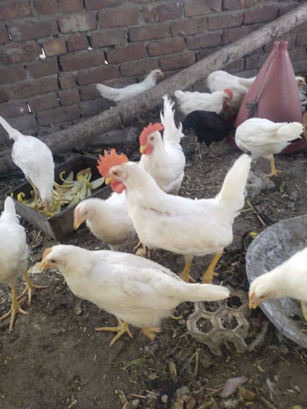 layer hen 2