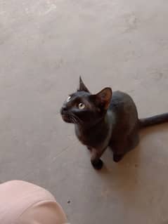 Title: Beautiful Healthy Black Cat for Sale – Friendly & Smart