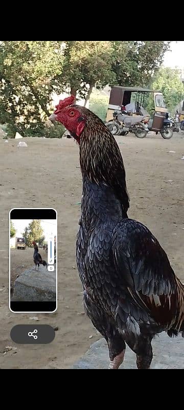 mianwali and vilaithi 1