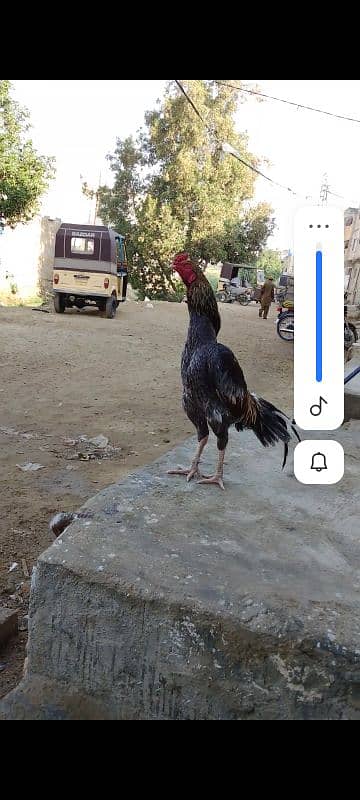 mianwali and vilaithi 2