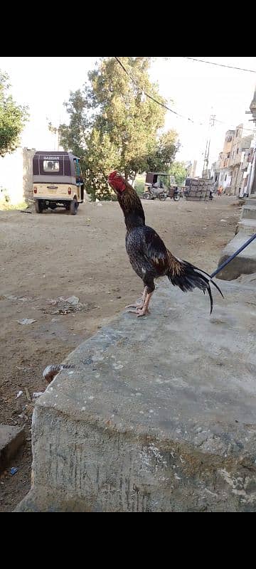 mianwali and vilaithi 4