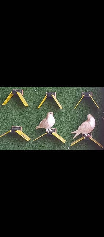 pigeon accessories available on cash on delivery 13