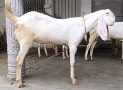 RAJANPURI