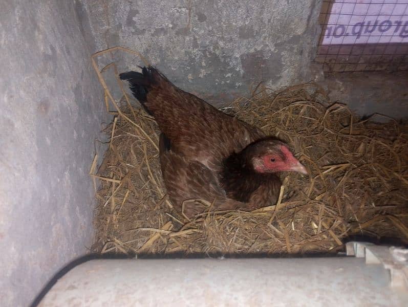 aseel kuruk hen for sale 0