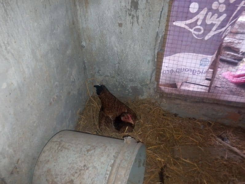 aseel kuruk hen for sale 2