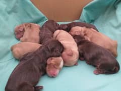 English Cocker Spaniels Puppies (9th Apri born)
